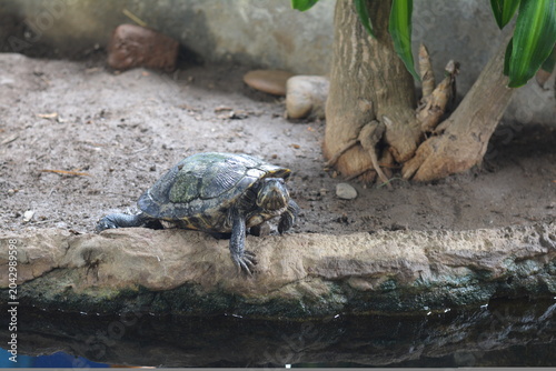 A turtle on a stone near fresh water in nature. Wildlife concept.  