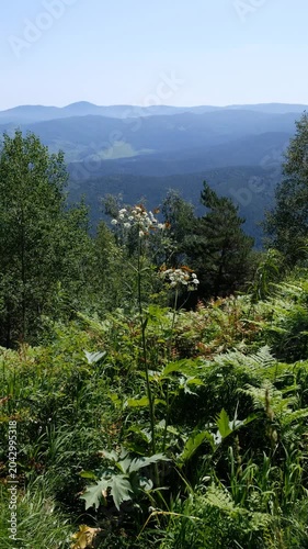Verical video of Argynnis butterflies sit on hogweed flowers. On background are Altai mountains.