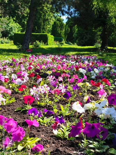 Beautiful vibrant petunia flower bed in a sunny green park with lush trees and hedges during summer.