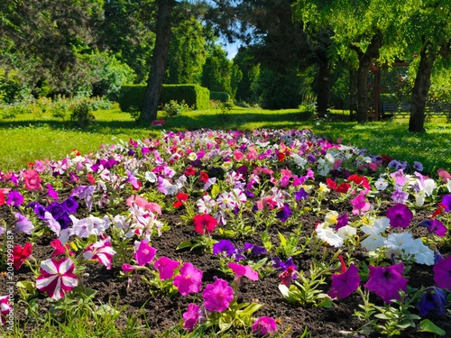 Beautiful vibrant petunia flower bed in a sunny green park with lush trees and hedges during summer.