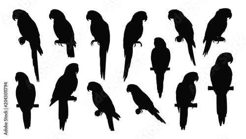 Canvastavla Collection of parrot silhouettes in various poses against a white background sil