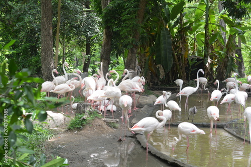 A group of flamingoes is standing at the lagoon. Wildlife concept.