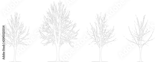 Four bare trees with thin branches and no leaves standing alone