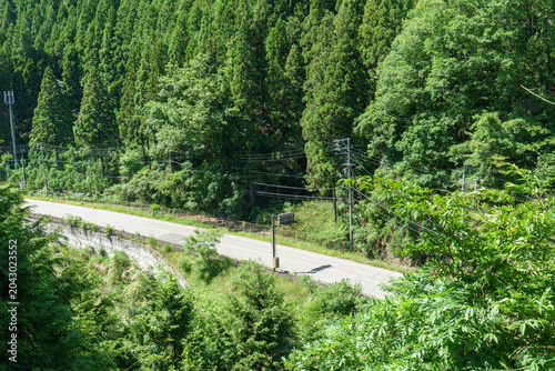 初夏の山道