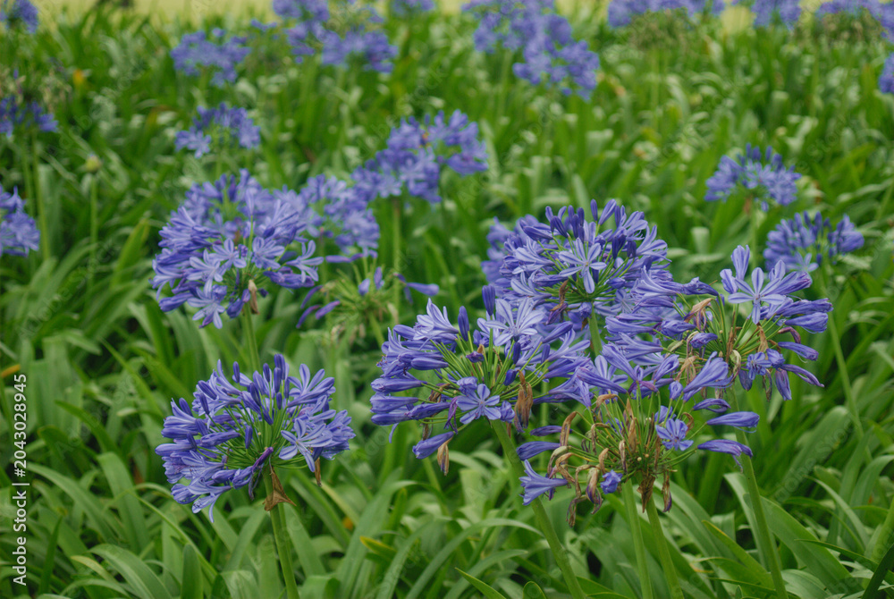 Obraz premium A macro shot of a spherical cluster of purple Agapanthus blossoms with light stripes on each petal. 