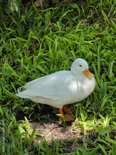 white duck in the grass