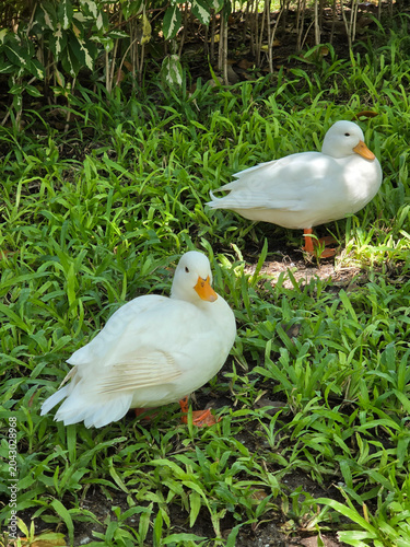 white duck in the grass