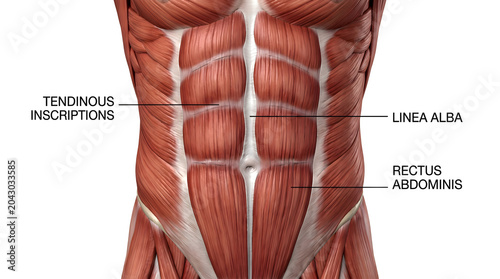 Anatomical illustration of the human abdominal muscles, highlighting the rectus abdominis, tendinous inscriptions, and linea alba