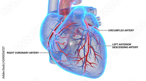 Detailed 3D rendering of the human heart's intricate coronary arterial system, showcasing vital blood vessels crucial for cardiovascular health and medical education