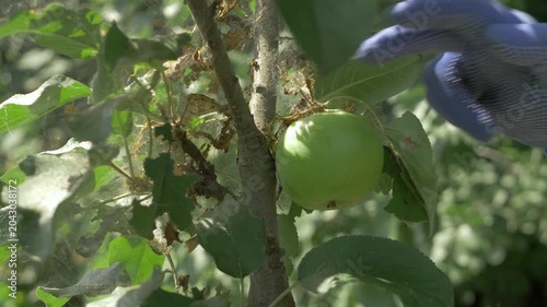 Farmers hand in blue glove assesses green apple on branch. Visible damage includes wilted leaves and cobwebs. Pests in untreated orchard pose serious risk to fruit quality under bright sun