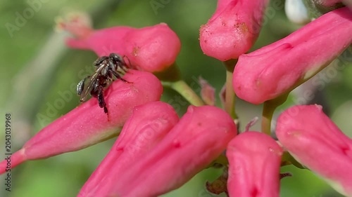 Stingless Bees Foraging on Pink Flowers During the Day