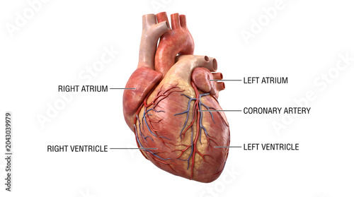 Detailed 3D anatomical model of the human heart, highlighting the atria, ventricles, and coronary arteries, essential for medical education and illustrating the cardiovascular system