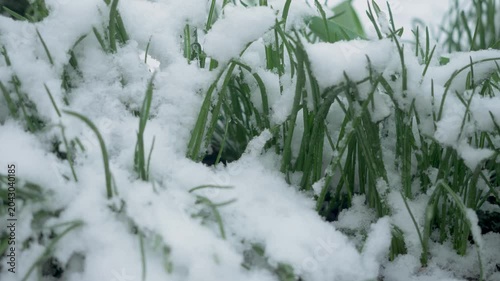 Green grass covered by sudden snowfall. Spring moment caught in winter reversal. Unexpected freeze delays soil warmth. Nature pauses between two seasons