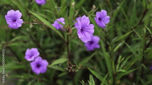 Bush-shaped, purple flowers, elongated leaves.