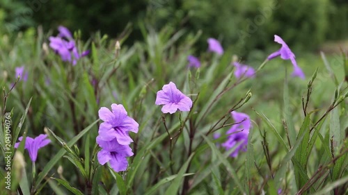 Bush-shaped, purple flowers, elongated leaves.
