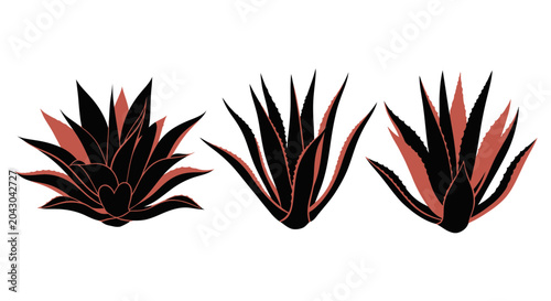 Cuadro en lienzo Three spiky agave plant leaves.