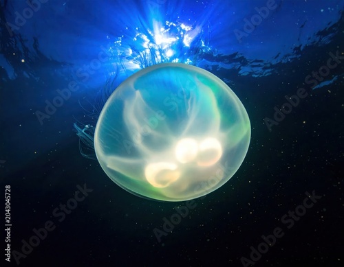 Glowing jellyfish floats in a blue underwater scene, light filtering down