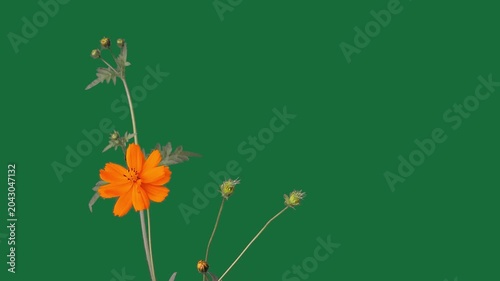 Orange sulfur cosmos flowers blooming on green screen background