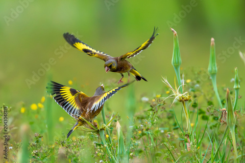 fight between two goldfinch.