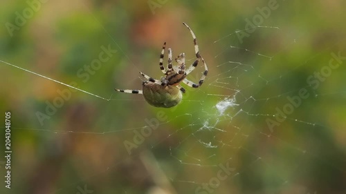 Circular web weaving, slow motion closeup of Araneus quadratus spider spinning outdoors web
