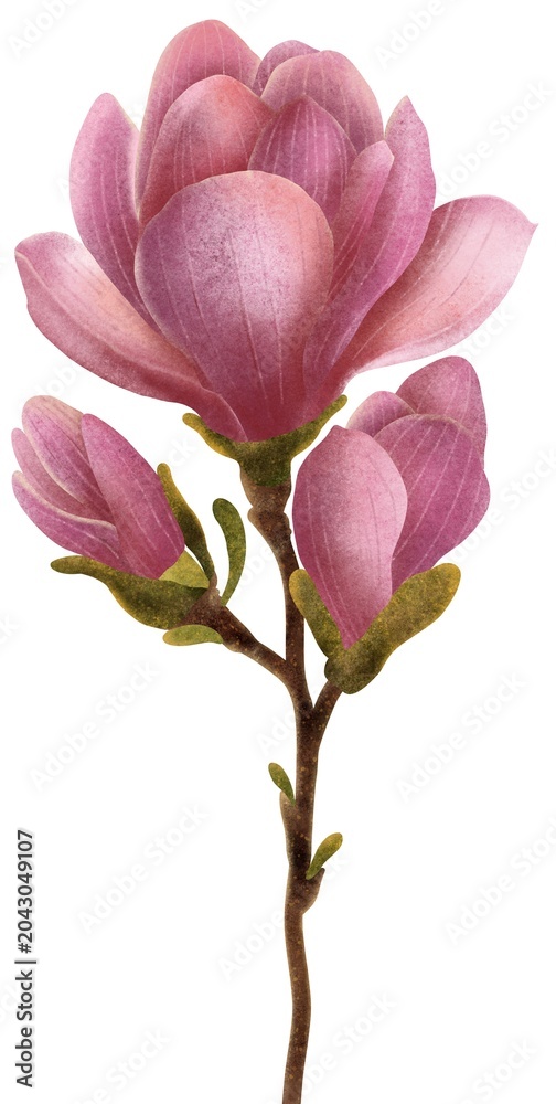 Fototapeta premium Isolated watercolor botanical illustration of a single pink magnolia branch with elegant blooming buds and detailed green stems on a solid white background. Clean, minimalist floral clipart.