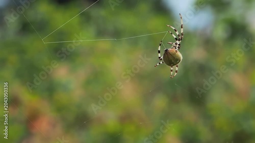 Gluing the web, slow motion closeup of Araneus quadratus spider spinning outdoors web