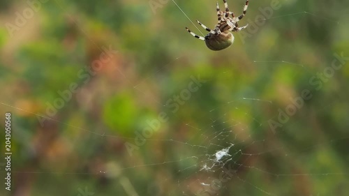 Circular web weaving, slow motion closeup of Araneus quadratus spider spinning outdoors web