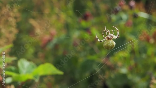 Creating a new cell on the web, slow motion closeup of Araneus quadratus spider spinning outdoors web