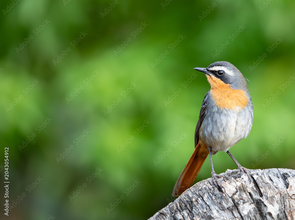 Fototapeta premium Cape Robin Chat