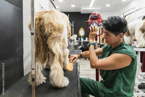 Fényképezés Professional groomer brushing and drying a dog in a pet grooming salon, providin