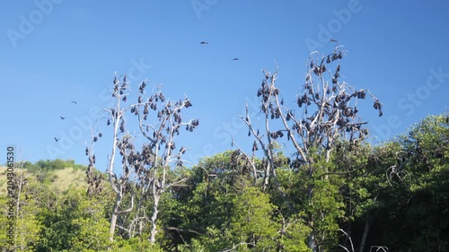 Large colony of flying foxes soaring above mangrove forest on Bat Island in Riung 17 Islands Marine Park, Indonesia, captured in daylight over coastal tropical habitat