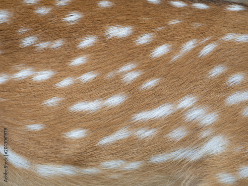 Close up Spotted deer or Spotted fur for Background.