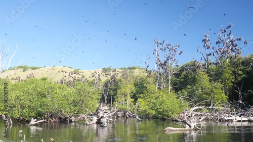 Large colony of flying foxes soaring above mangrove forest on Bat Island in Riung 17 Islands Marine Park, Indonesia, captured in daylight over coastal tropical habitat