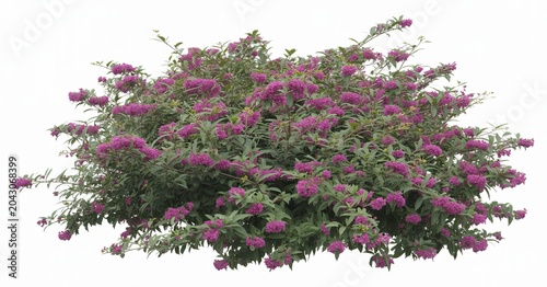 Dense flowering shrub with vibrant magenta purple blooms and glossy green leaves view flowering plant