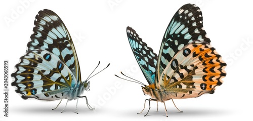 Two stylized of butterflies with intricate geometric patterns in teal and orange hues butterfly black