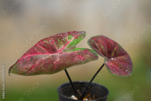  Red Caladium with water drop