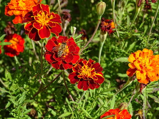 red and yellow flowers