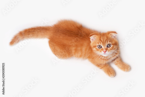 A cute ginger tabby Scottish Fold kitten on white background, top view.