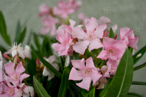 closeup of pink oleander flowers blossom in a garden