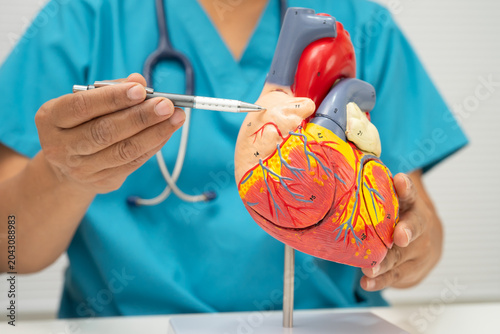 Schilderij op canvas Cardiovascular disease CVD, doctor with heart human model.