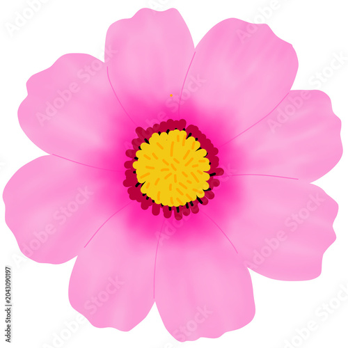 A beautiful pink cosmos flower blooming illustration isolated, nature element design