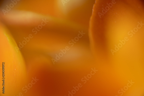 Schilderij op canvas blatt makro orange pflanze