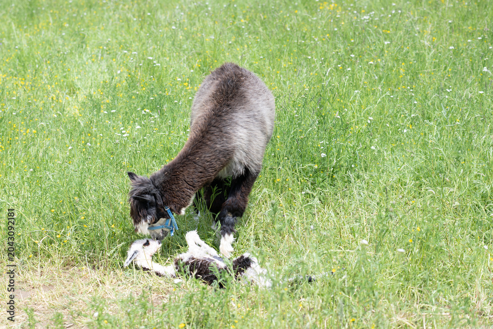 Naklejka premium alpaka tier natur lama familie
