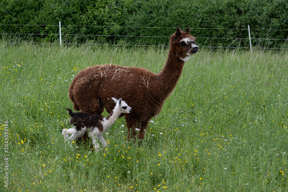 Naklejka premium alpaka tier natur lama familie