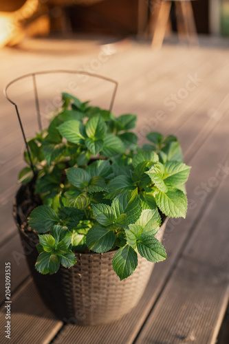 Hydrangea in a pot on the terrace, green leaves