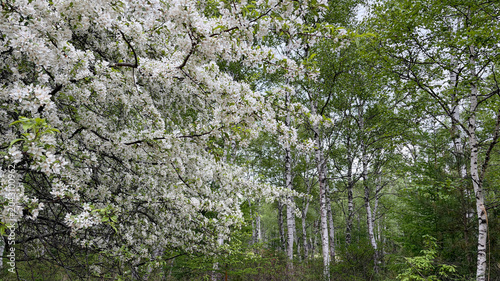 日本：八千穂高原の白樺群生地／ズミ(Malus toringo、別名コナシ)が咲く白い風景／長野県・5月