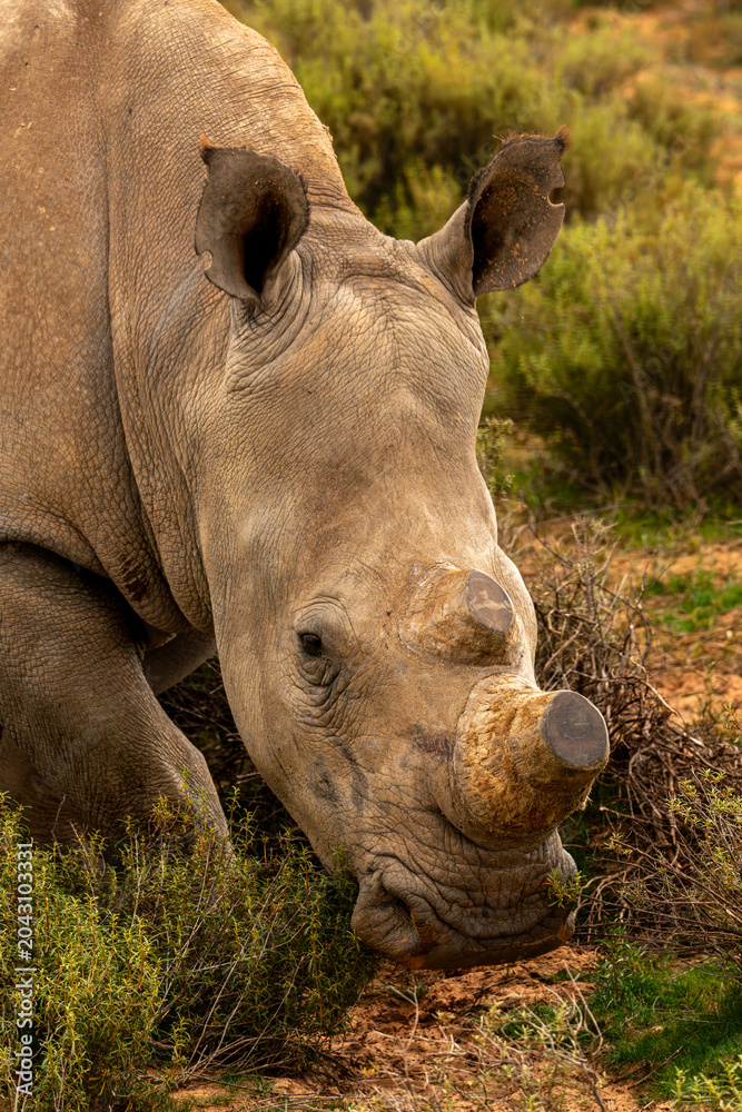 Obraz premium White Rhinoceros with Trimmed Horn Grazing in African Bushland