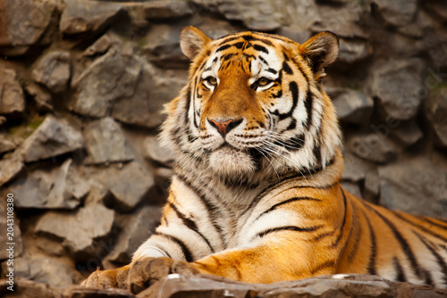 Majestic siberian tiger resting on rocky ground with big cat predator wildlife carnivore siberian
