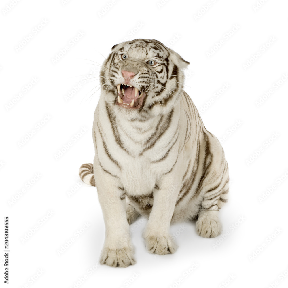 Obraz premium Roaring white tiger sitting against plain background with big cat predator wildlife carnivore snarling