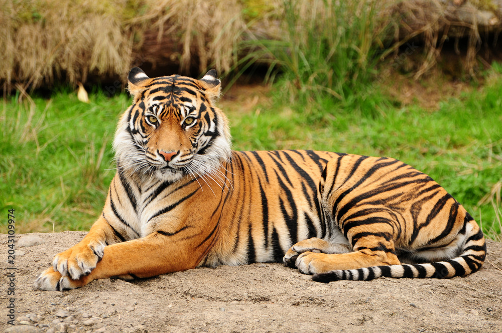 Obraz premium Relaxed bengal tiger lying on the earth in a grassy nature habitat with predator wildlife carnivore